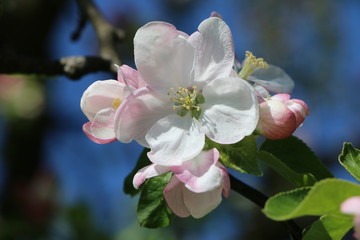 apple blossom, Apfelbaumblüte im Frühling