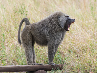 Mad baboon showing all of his huge teeth