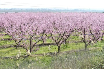 Campos de melocotoneros en flor, Aitona, Lleida