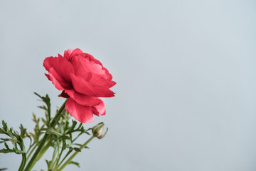 Persian buttercup (ranunculus)