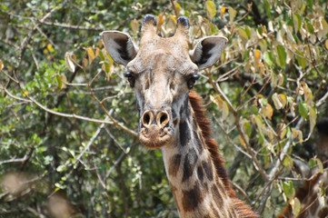 Giraffe in Kenya, Lake Naivasha