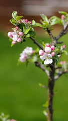 Obraz na płótnie Canvas apple blossoms on apple tree in spring