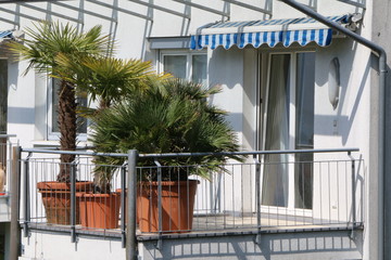 Palm trees on a balcony, Palmen auf einem Balkon