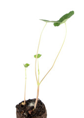 Green sprouts of garden nasturtium or Tropaeolum majus isolated on white background