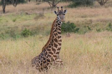 Obraz na płótnie Canvas Giraffe in Kenya, Lake Naivasha