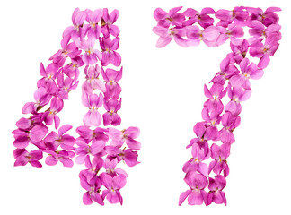 Arabic numeral 47, forty seven, from flowers of viola, isolated on white background