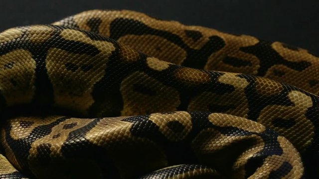 Background of snakeskin
