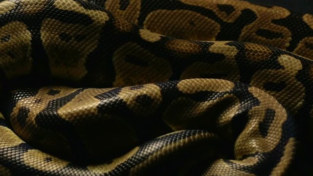 Background of python's snakeskin