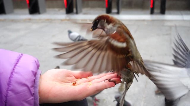 Spain. Birds on streets of Madrid, pigeons and sparrows. Slow motion.	Shooting in Madrid. People feed birds from hands.