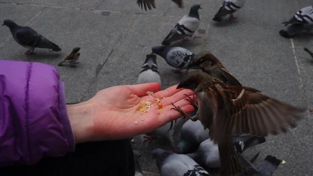 Spain. Birds on streets of Madrid, pigeons and sparrows. Slow motion.	Shooting in Madrid. People feed birds from hands.