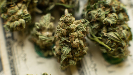 chemical elements in marijuana buds CBD THCA CBN