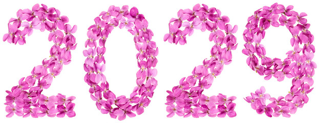 Numeral 2029 from flowers of viola, isolated on white background