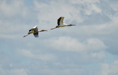 Wood storks flying in Costa Rica