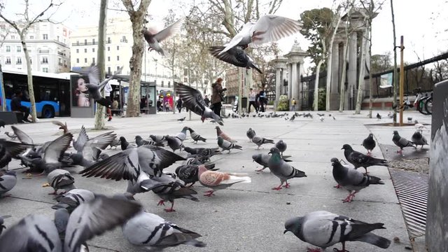 Spain. Birds on streets of Madrid, pigeons and sparrows. Slow motion. Shooting in Madrid. People feed birds from hands.