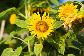 portrait of a sunflower in the field