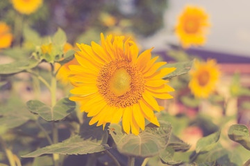 portrait of a sunflower in the field