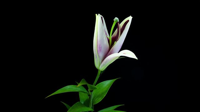 Timelapse of white purple lily flower blooming on black background