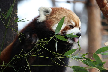 Obraz premium Red Panda eating