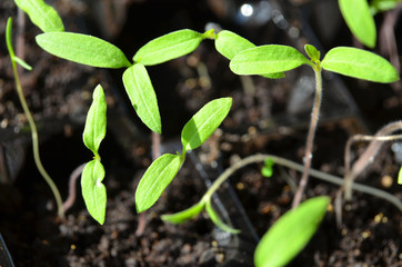 Green tomato seedling