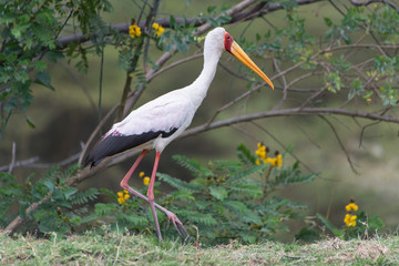 Stork