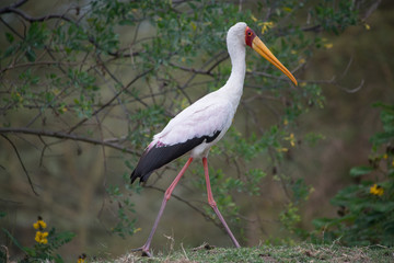 Stork