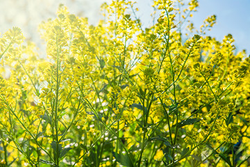 Yellow field flowers