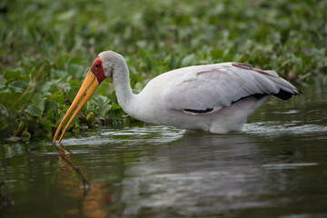 Stork