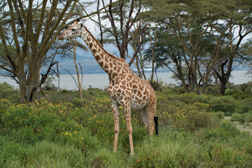 Naklejka na ściany i meble Giraffe in Kenya, Lake Naivasha