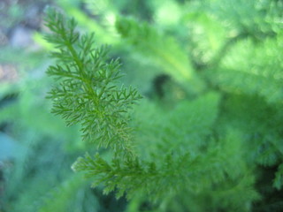 Yarrow Leaf