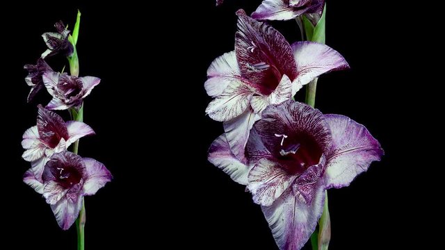 Timelapse of an exotic dark red and white gladiolus blooming on black background