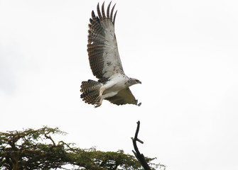 Eagle being harrassed by a black bird, Lake Naivasha Kenya 