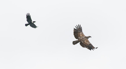 Eagle being harrassed by a black bird, Lake Naivasha Kenya 