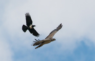 Eagle being harrassed by a black bird, Lake Naivasha Kenya 