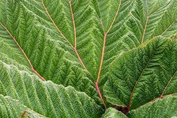 Gunnera Leaf Close Up