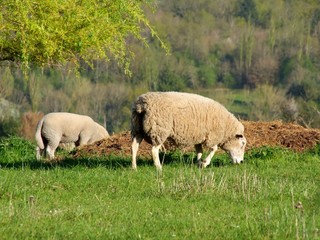Moutons à la campagne.