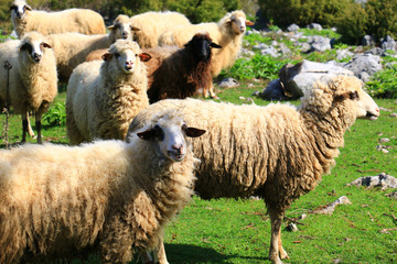 Fototapeta premium sheep flock to the mountain