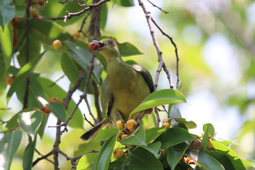 Emerald Dove holding on branch bird green color in nature background animal wildlife in borneo forest