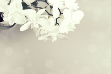 White Orchid on a grey background.