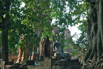 The overgrown ruins of Ayutthaya, Thailand. The temple is dwarfed by the invading jungle. A statue of the Buddha sits in the foreground.