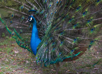 Fototapeta premium A Strutting Peacock