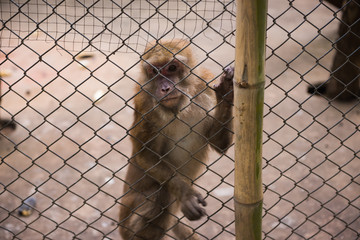 monkey in the zoo