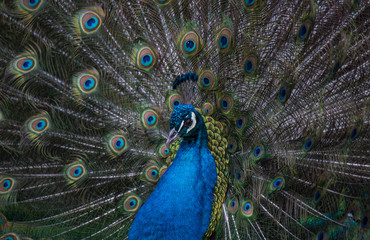 Fototapeta premium A Strutting Peacock