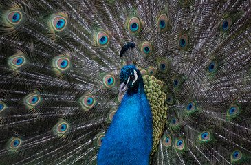 A Strutting Peacock
