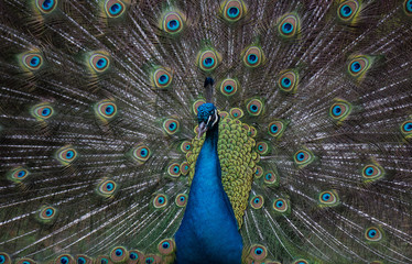A Strutting Peacock