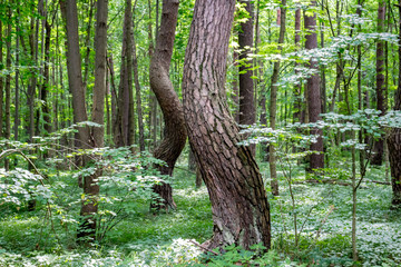 Naklejka premium Kaluga, Russia - August 2017: Nature Monument Kaluga City Forest. Sparkling Pines 
