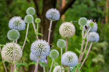 Echinops sphaerocephalus or glandular globe-thistle and bees
