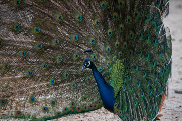 Obraz premium A Strutting Peacock