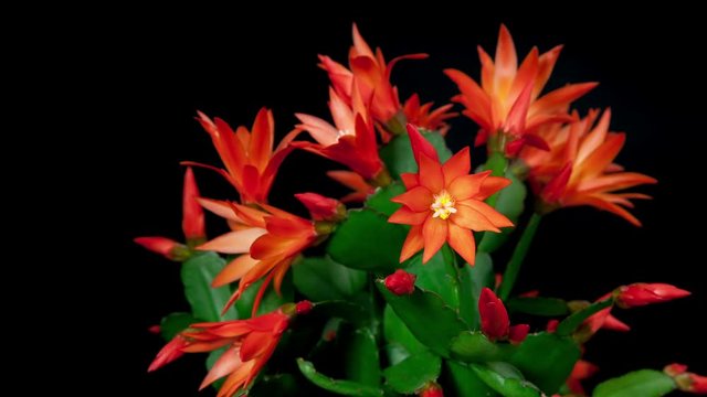 Timelapse of red Easter Cactus plant with flowers opening and closing on black background
