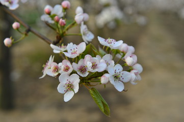 Pear flower in full bloom in spring
