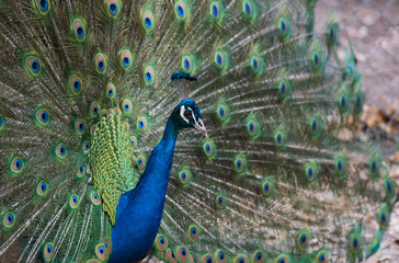 Fototapeta premium A Strutting Peacock